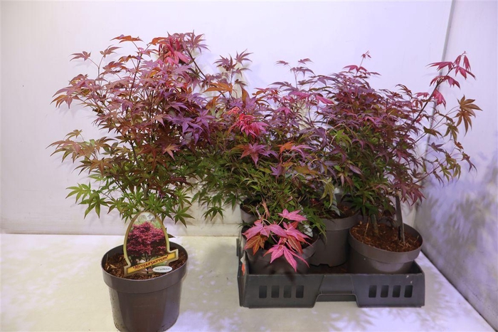 <h4>Acer Pa Atropurpureu</h4>