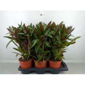 Tradescantia spath.