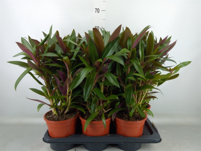 <h4>Tradescantia spath.</h4>