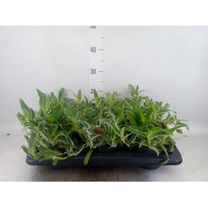 Murdannia loriformis 'Bright Star'