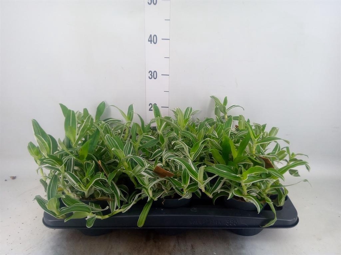 <h4>Murdannia loriformis 'Bright Star'</h4>