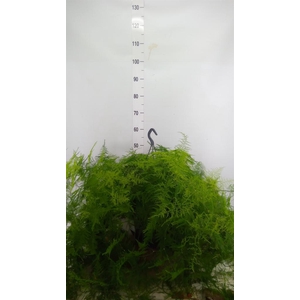 Asparagus setaceus