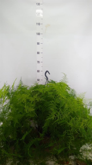 <h4>Asparagus setaceus</h4>