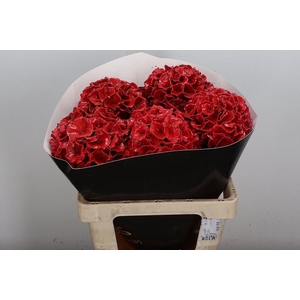 Hydr Wx (ex) Lichtrood