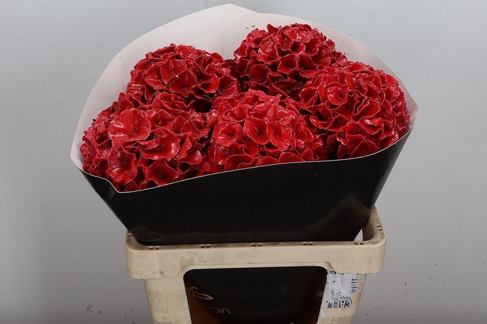 <h4>Hydr Wx (ex) Lichtrood</h4>