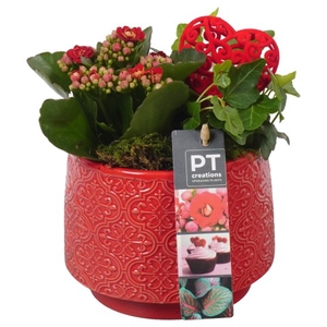 PTVMB4703 Arrangementen kamerplanten