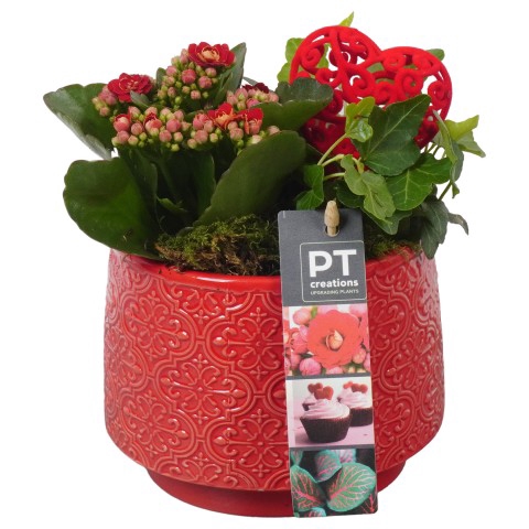 <h4>PTVMB4703 Arrangementen kamerplanten</h4>