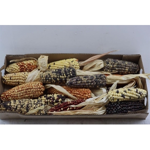 Zea Mays Extra Large Mix
