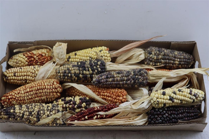 <h4>Zea Mays Extra Large Mix</h4>