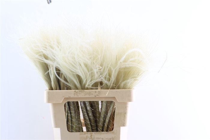 <h4>Dried Stypha Penata Natural(10 Toef) Bunch</h4>