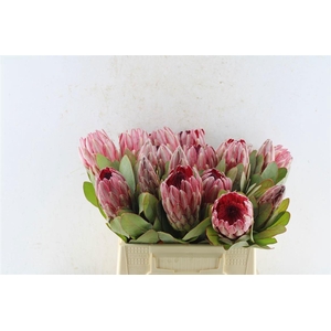 PROTEA SHARONET