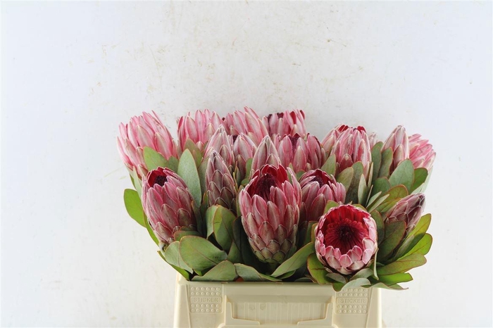 <h4>PROTEA SHARONET</h4>