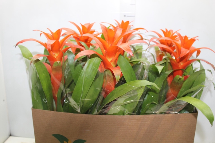 <h4>GUZM. HIBRIDA P14</h4>