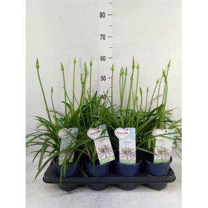 Agapanthus  'Amourette Superb Whit'