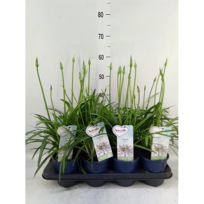 <h4>Agapanthus 'Amourette Superb Whit'</h4>