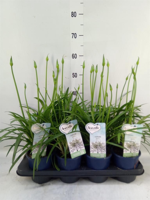 <h4>Agapanthus  'Amourette Superb Whit'</h4>