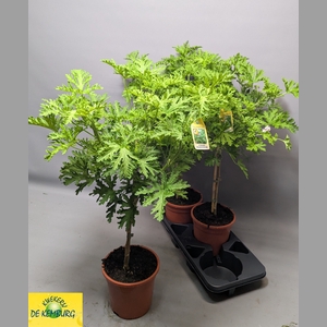 PEL GRAV LEMON TREE