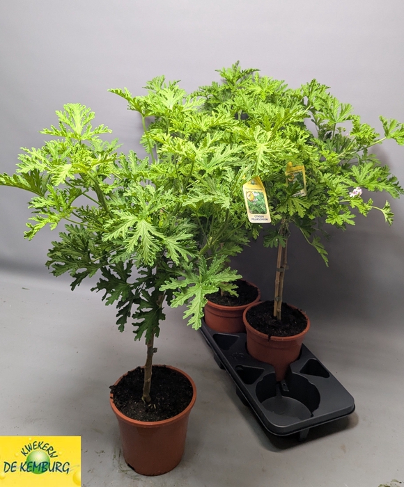 <h4>PEL GRAV LEMON TREE</h4>