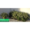 Callu G G Rasta White