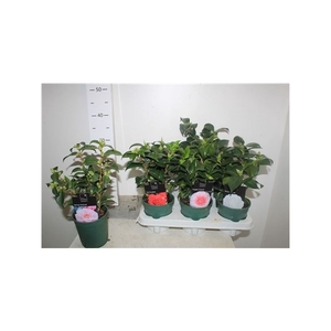 Camellia Japonica 4 Srt 10+