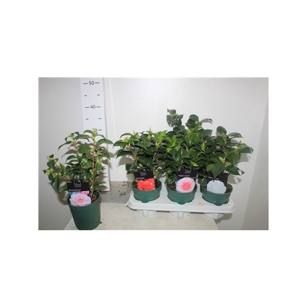 <h4>Camellia Japonica 4 Srt 10+</h4>