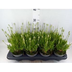 Lavandula angus. 'Aromance White'