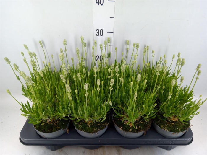 <h4>Lavandula angus. 'Aromance White'</h4>