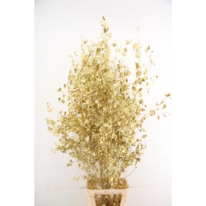 Betula met Blad Gold
