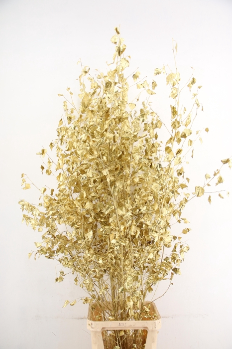<h4>Betula met Blad Gold</h4>