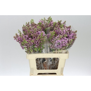 Syringa V Dark Koster