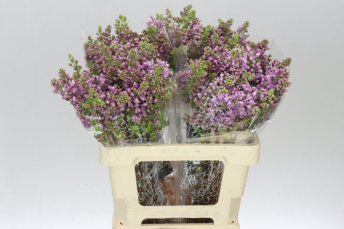 <h4>Syringa V Dark Koster</h4>