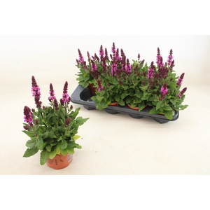SALVIA S ROSE MARVEL