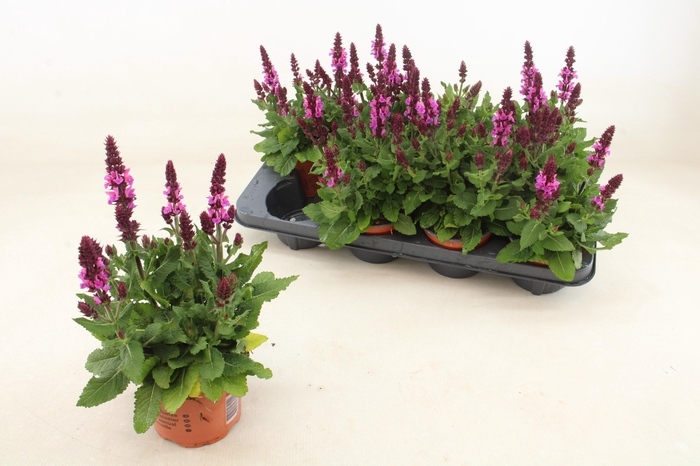 <h4>SALVIA S ROSE MARVEL</h4>