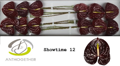 <h4>ANTH A SHOWTIME 12</h4>