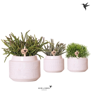 Rhipsalis Gemengd Keramiek Maze White