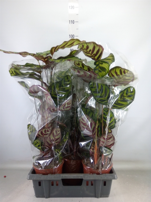 <h4>Calathea makoyana</h4>
