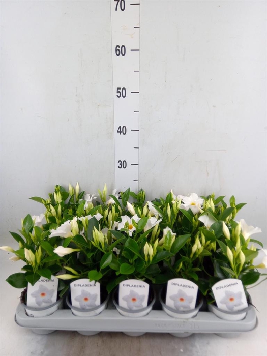 <h4>Mandevilla sand. 'Rio White'</h4>