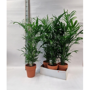 Chamaedorea Cataractarum P19cm - H90cm