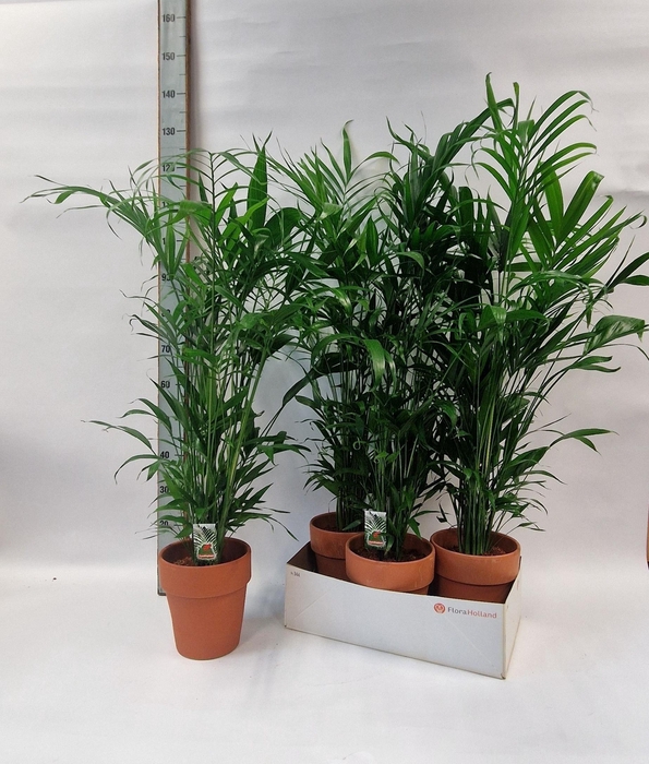 <h4>Chamaedorea Cataractarum P19cm - H90cm</h4>