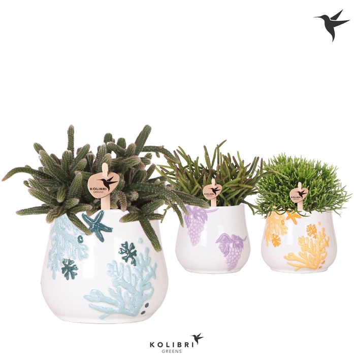 <h4>Kolibri Greens Rhipsalis mix in Coral pot mix</h4>