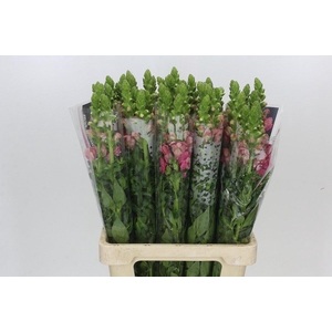 Antirrhinum Potomac Cherry Pink