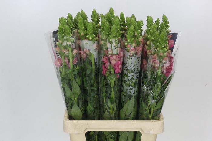 <h4>Antirrhinum Potomac Cherry Pink</h4>