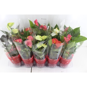 ANTHURIUM VARIADO P12