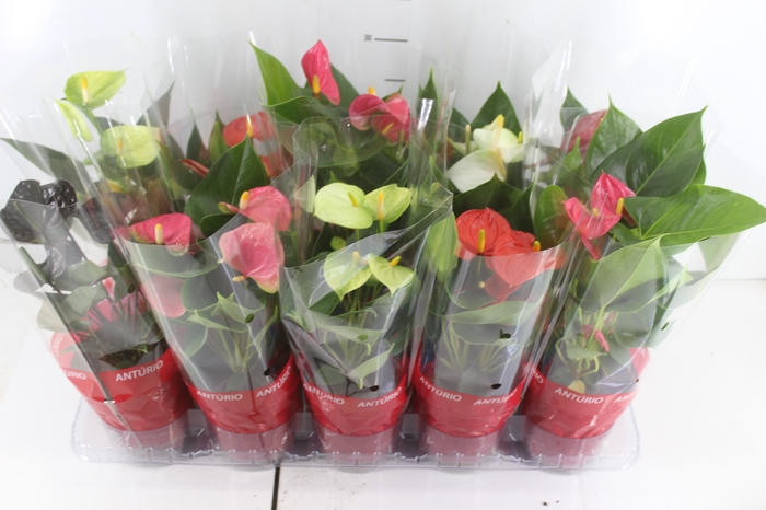 ANTHURIUM VARIADO P12