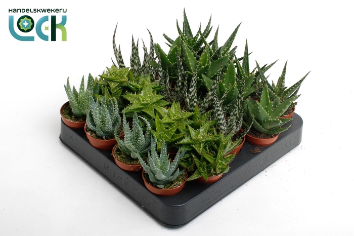 <h4>Aloe Mix</h4>