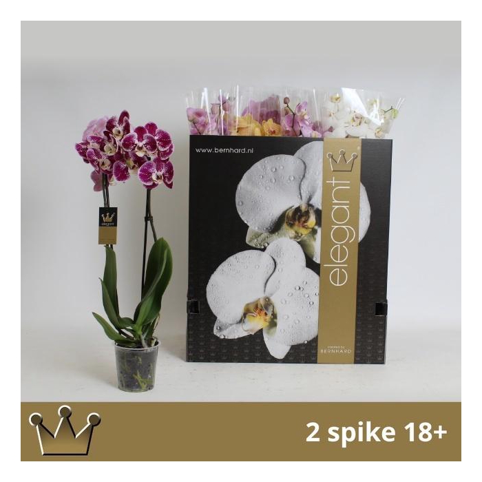 <h4>PHAL GEM 8 KL</h4>