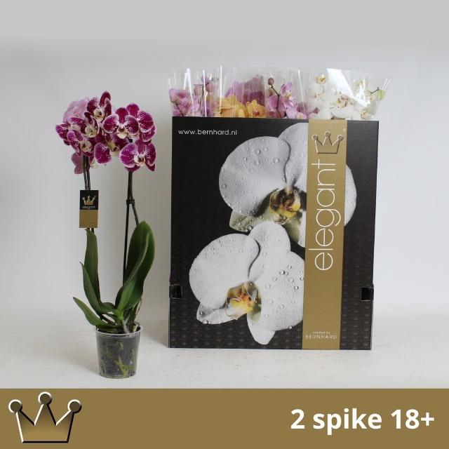 PHAL GEM 8 KL