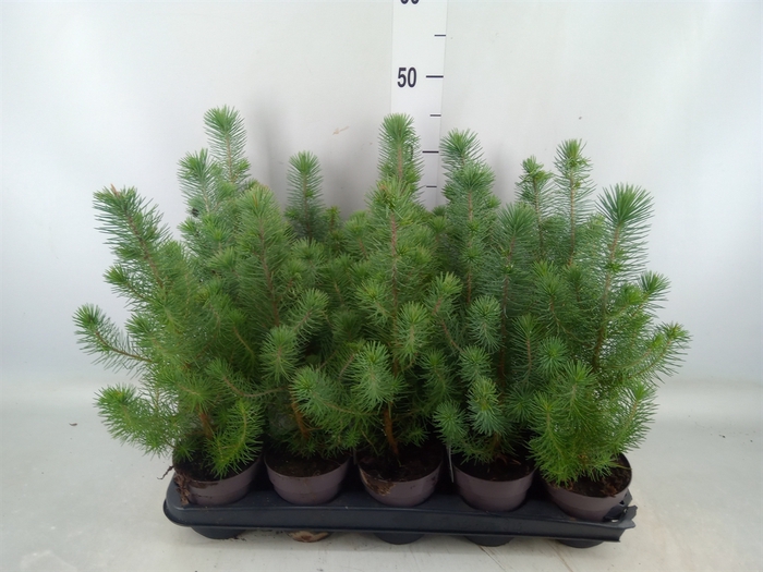 <h4>Pinus pinea 'Silver Crest'</h4>