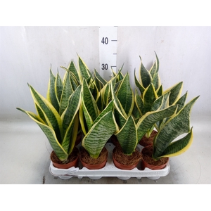 Sansevieria trifa. 'Futura Superba'