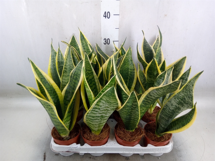 <h4>Sansevieria trifa. 'Futura Superba'</h4>